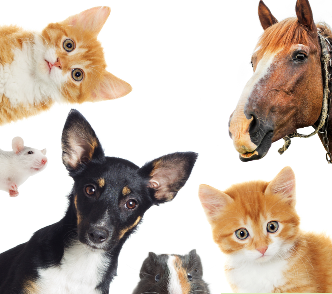 Formation naturopathie animale